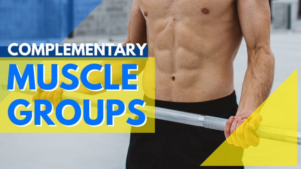 Which Muscle Groups Should You Work Out Together?